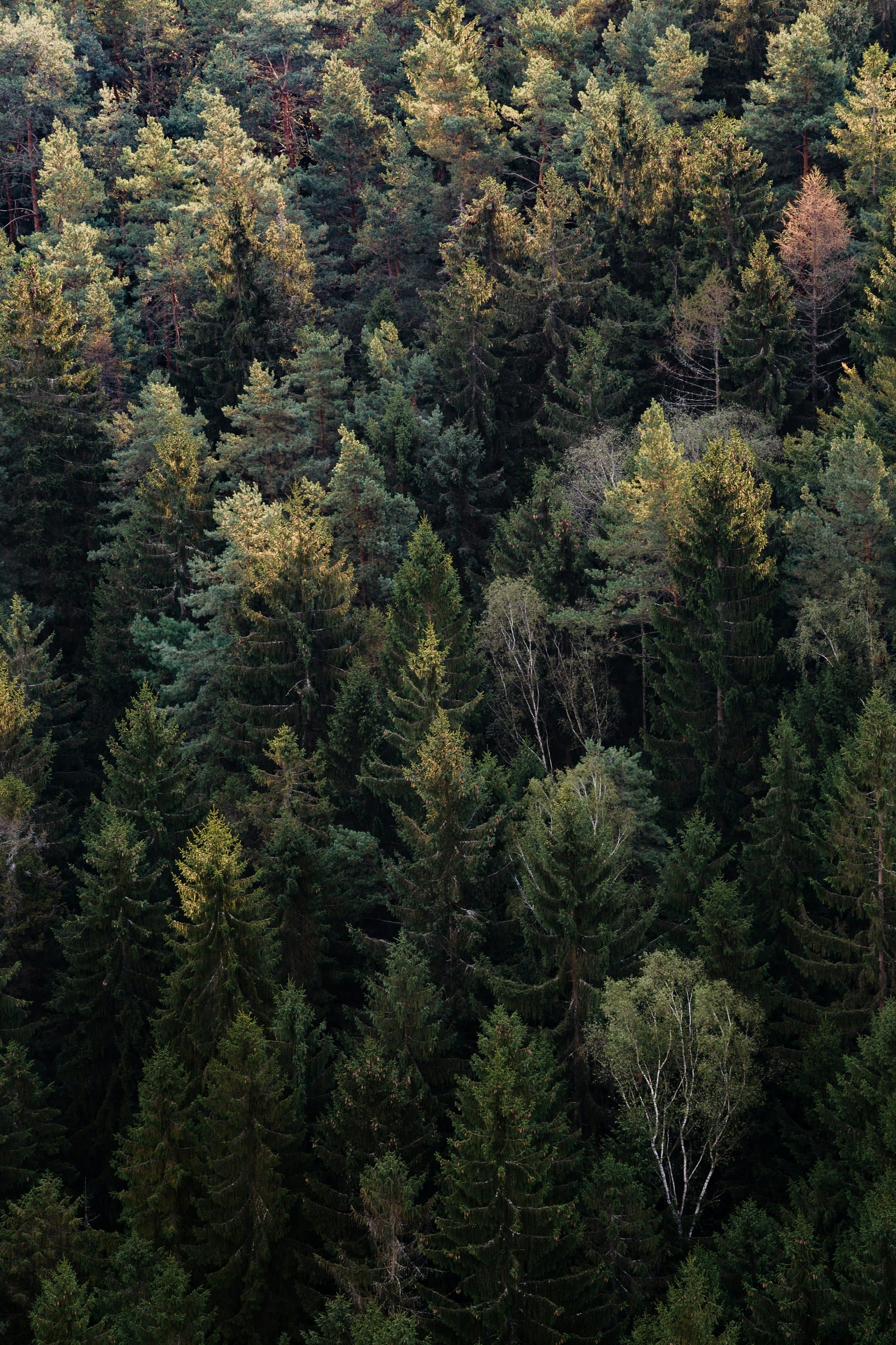 Wald im Abendlicht, Symbol Massivholz