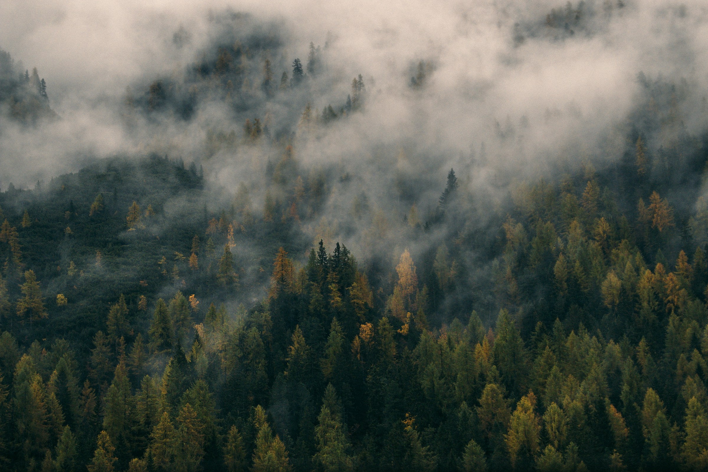 Nebelwald schweizer alpen, regionales holz
