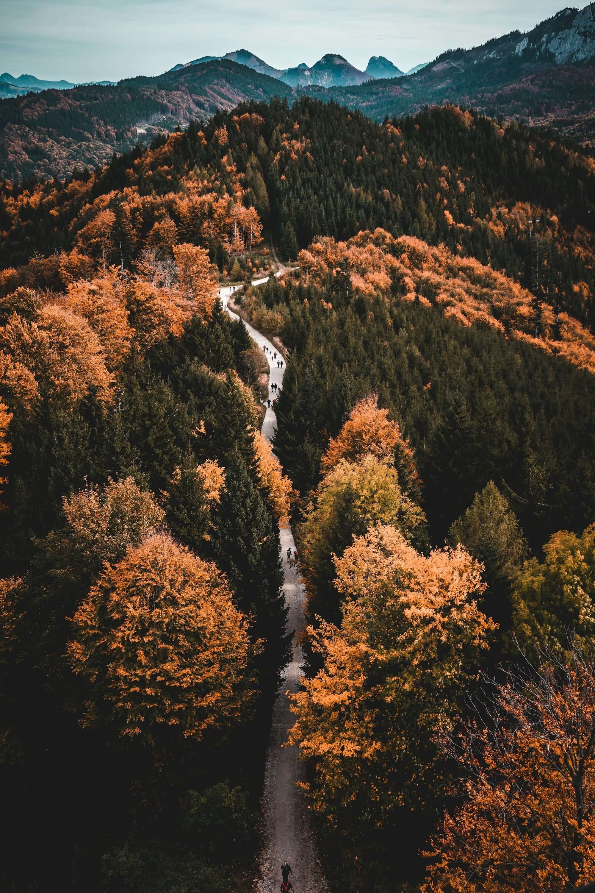 Wald im herbst mit berge im hintergrund, Symbol wir  Natur und Rohstoff