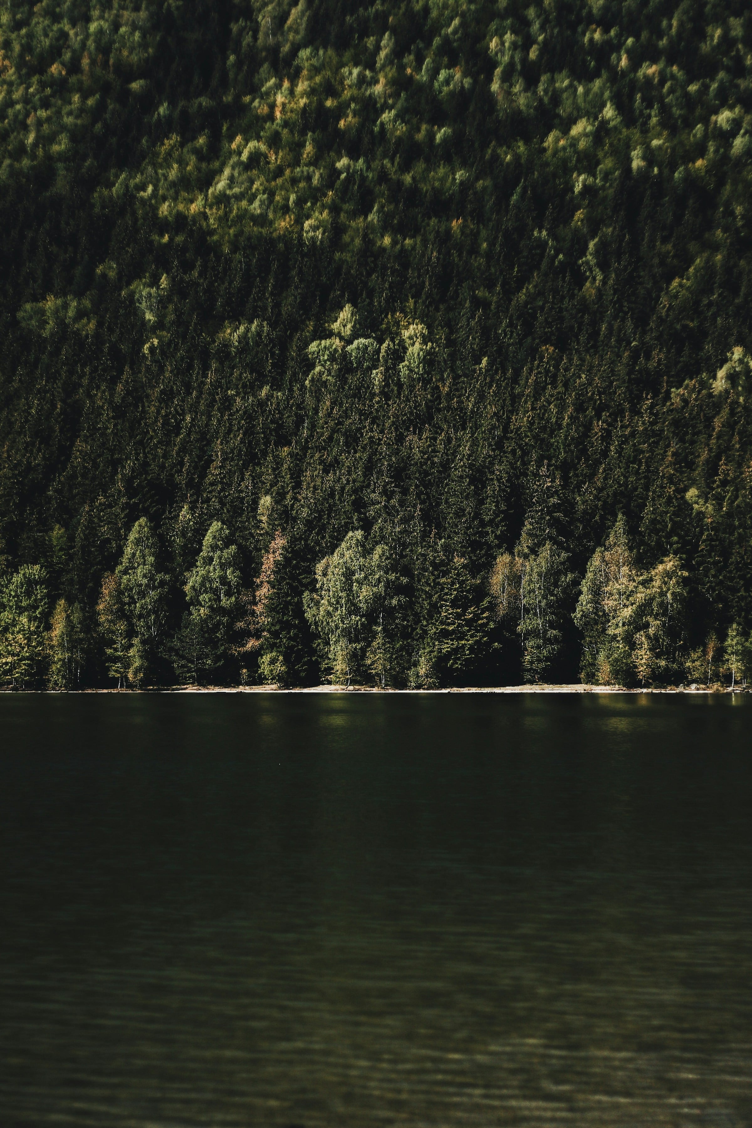 Wald mit See, Symbol Nachhaltigkeit