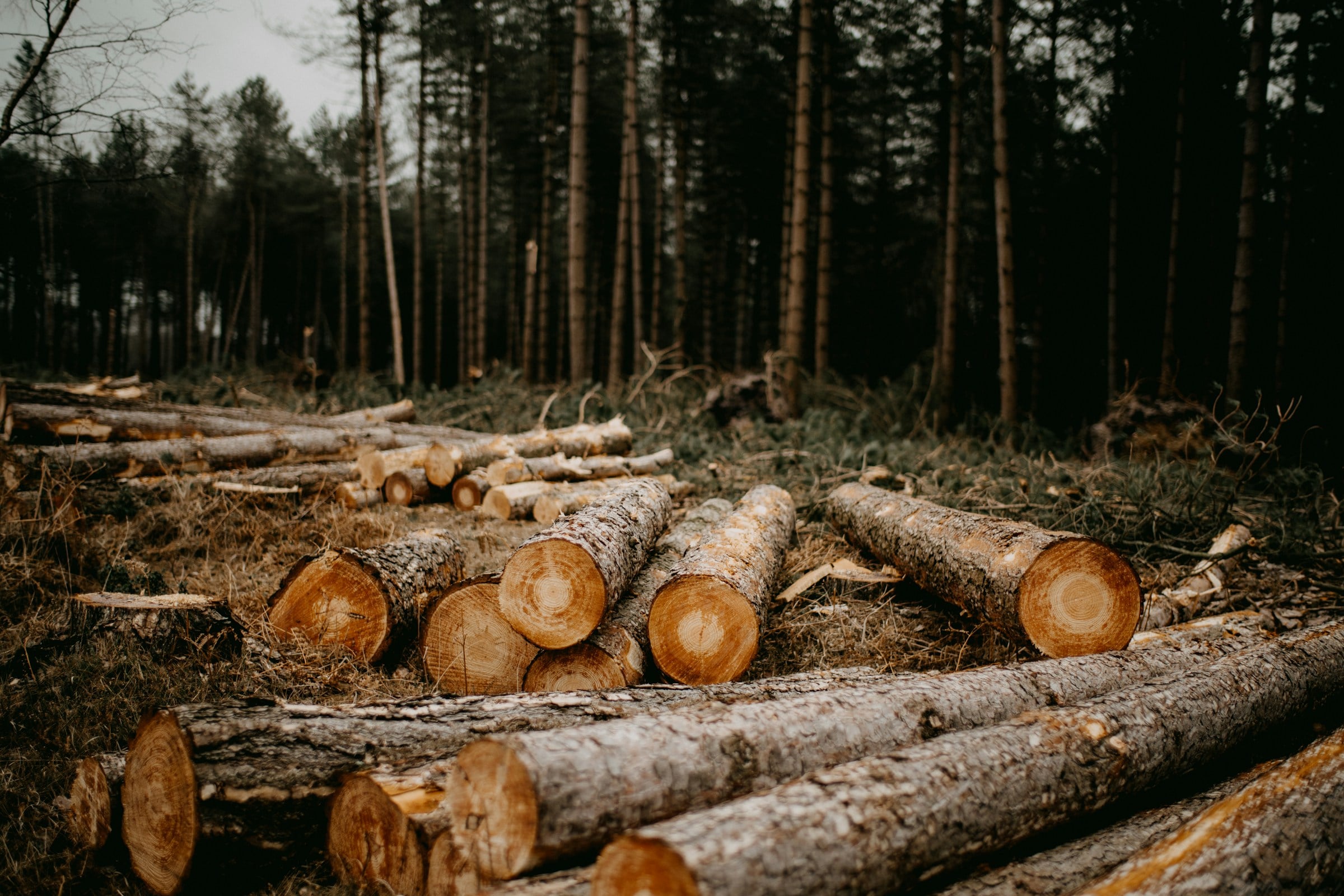 Waldlichtung, Holzschlag, Naturaufnahme, Holzstämme
