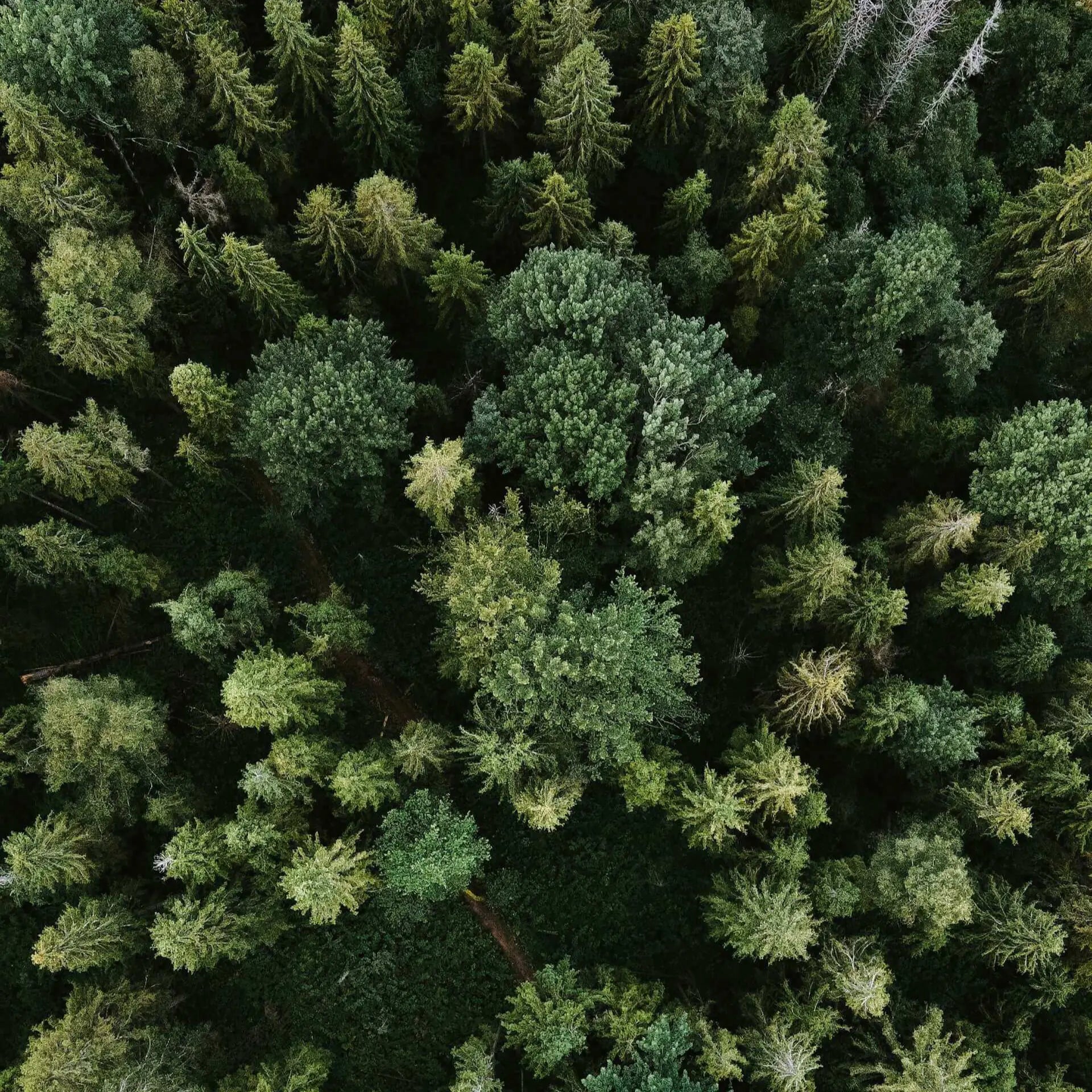Luftaufnahme eines dichten Waldes, Symbol für nachhaltiges Massivholz